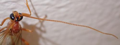 Ophion sp.